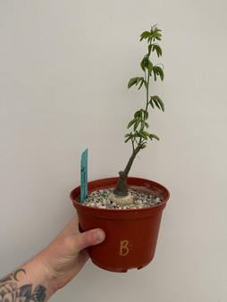 Adenia glauca 6" Pot B