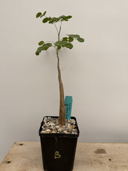 Delonix pumila 5" Pot B