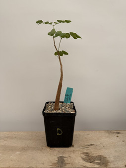 Delonix pumila 5" Pot D