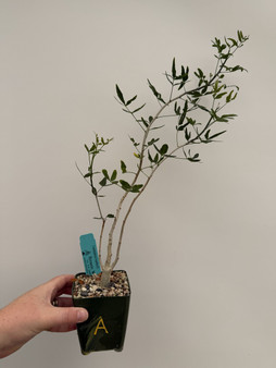 Commiphora humbertii 3.5" Pot A