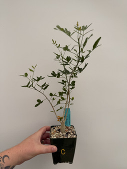 Commiphora humbertii 3.5" Pot C