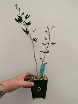 Commiphora humbertii 3.5" Pot D