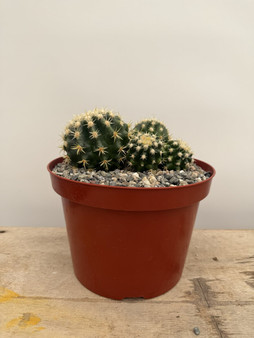 Echinocactus grusonii v. brevispinus 8" Pot - Cluster!