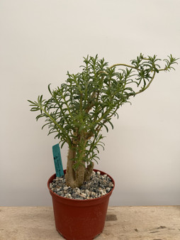 Sedum frutescens 6" Pot