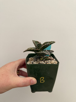 Aloe 'Hellskoof Bells' 3.5" Pot B