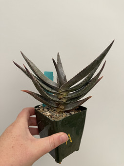 Aloe meyeri 3.5" Pot A