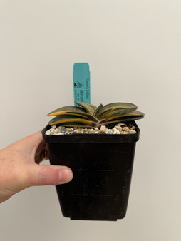 Gasteria brilliant 5" Pot