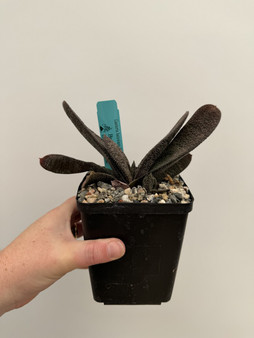 Gasteria batesiana 'Barberton' #2  5" Pot