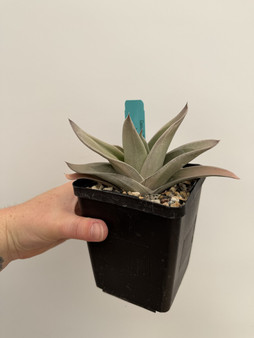 Gasteria 'Blue Ox' Hybrid  5" Pot