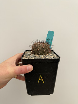 Copiapoa cinerea 5" Pot A - Well-Rooted de-graft