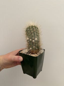 Copiapoa krainziana 5" Pot - Seedgrown!