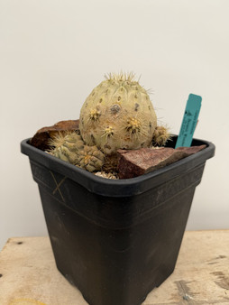 Copiapoa haseltoniana KK69