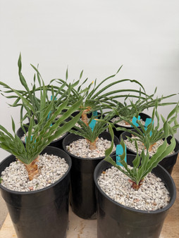 DAILY DEAL - Booohane disticha 1 gallon pots