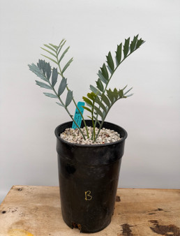 Encephalartos horridus 1 Gallon Pot B