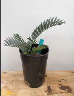 Encephalartos horridus 1 Gallon Pot C