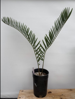 Encephalartos eugene-maraisii 1 Gallon Pot
