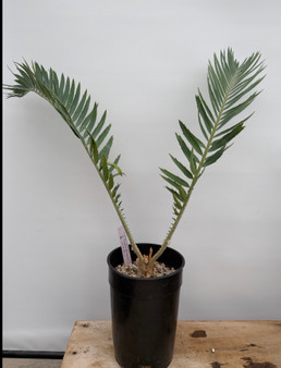 Encephalartos munchii "Blue" 1 Gallon Pot