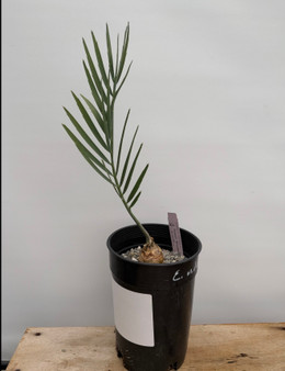 Encephalartos middelbergensis 1 Gallon Pot