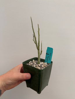 Adenia pechuelii 3.5" Pot