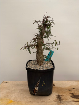 Operculicarya decaryi 6" Pot A