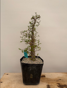 Operculicarya decaryi 6" Pot B