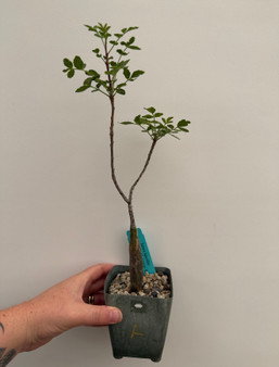 Bursera fagaroides 3.5" Pot A