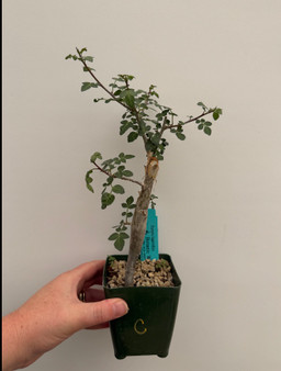 Bursera fagaroides 3.5" Pot C