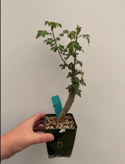 Bursera fagaroides 3.5" Pot D