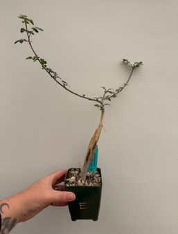 Bursera fagaroides 3.5" Pot E