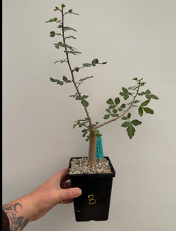 Bursera fagaroides 5" Pot B
