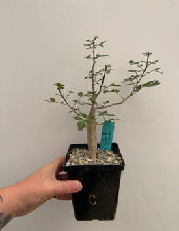 Bursera fagaroides 5" Pot C