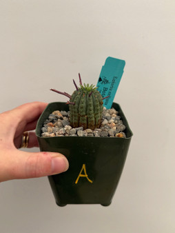 Euphorbia stellispina 3.5" Pot A