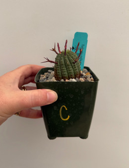 Euphorbia stellispina 3.5" Pot C