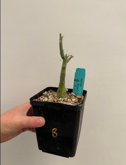 Adenia ballyi 5" Pot B
