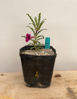 Pterodiscus aurantiacus 6" Pot A