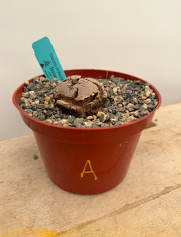 Dioscorea elephantipes 6" Pot A