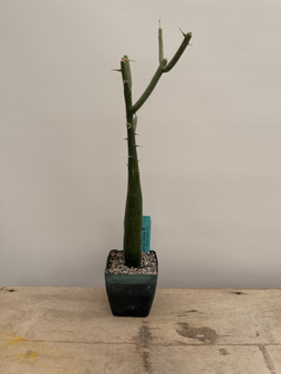 Adenia globosa x venenata 4" Pot