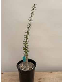 Sesamothamnus lugardii 1 Gallon Pot