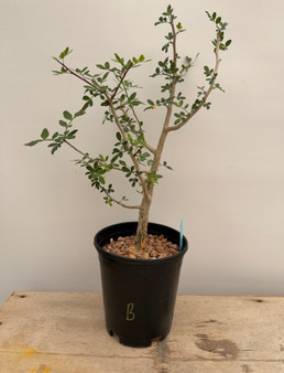 Bursera fagaroides 1 Gallon Pot B