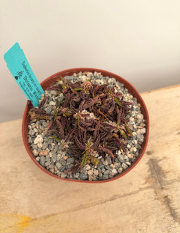 Euphorbia decaryi v. decaryi 6" Pot