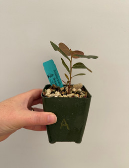 Phyllanthus mirablis 3.5" Pot A