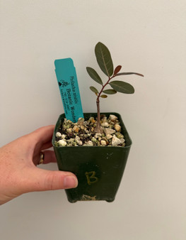 Phyllanthus mirablis 3.5" Pot B