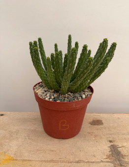 Euphorbia inermis ssp. huttonae 6" Pot B