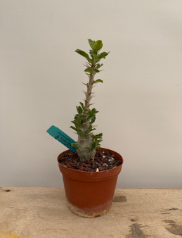 Pachypodium saundersii 6" Pot