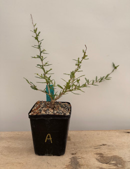 Operculicarya hyphaenoides 5" Pot A - Root cutting