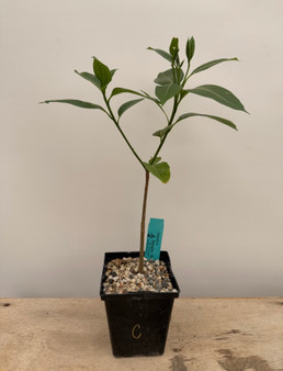 Adansonia za 5" Pot C
