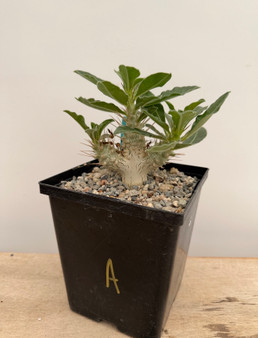 Pachypodium saundersii compacta 6" Pot A