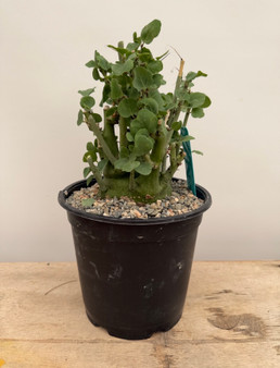 Adenia spinosa 1 Gallon Pot