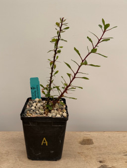 Fouquieria fasciculata 5" Pot A