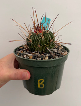 Stenocactus lamellosus 5" Pot B